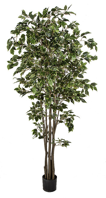 【FICUS】 FICUS DOUBLE TOPIARY IN POT 31