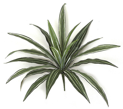 PR-4911
16" Dracaena Plant
Fire Retardant