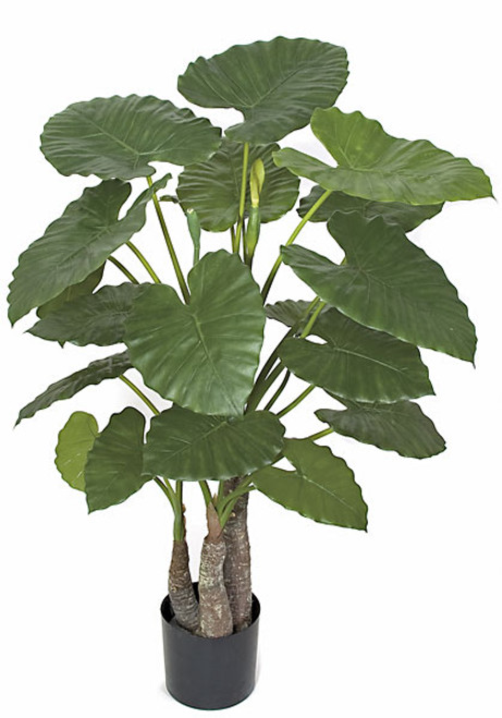 48" Alocasia Calidora Plant