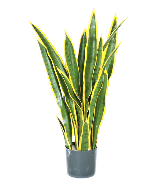 AR-162170 - Fire Retardant 
26" Sansevieria Plant 
Green/Yellow