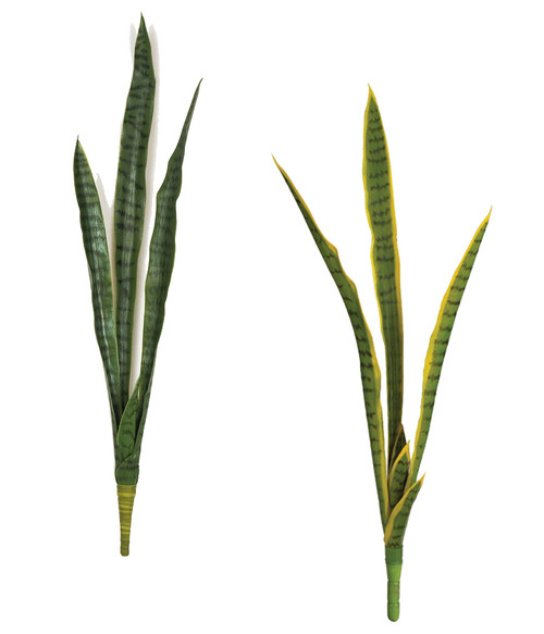 Sansevieria Plants - Green or Green/Yellow