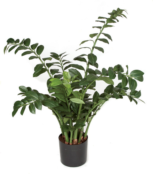 P-10171043" Zamia Plant Weighted Base
