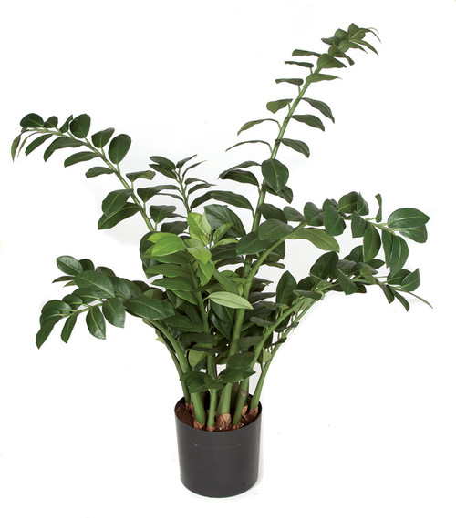 P-101710
43" Zamia Plant 
Weighted Base