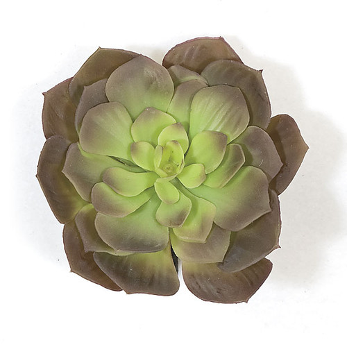 7" Echeveria
Purple/Green