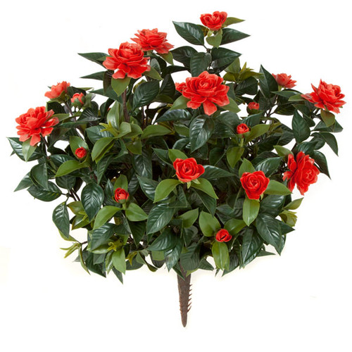 28 Inch Outdoor Gardenia Bushes In Red Color Or White Color Autograph Foliages