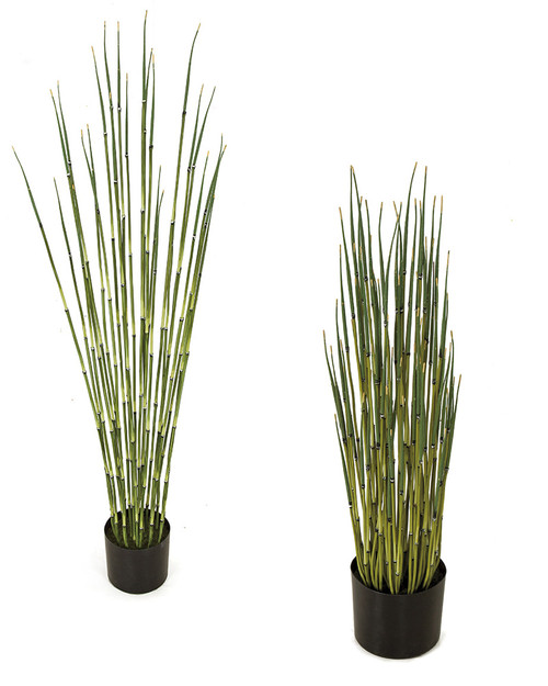 48" and 31" Potted Equisetum Plants