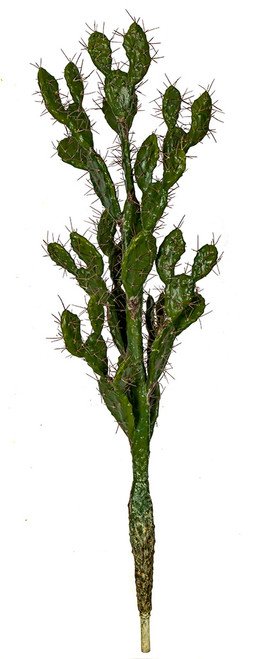 A-183190
53" Prickly Pear Cactus
with Brown Needle