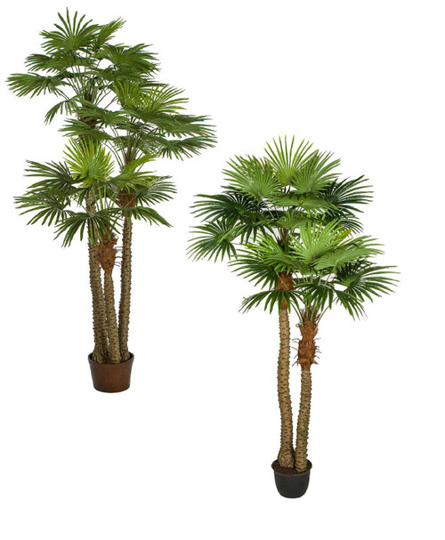 9.5' and 8' Fan Palm Trees