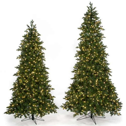 St. Lucia Fir Trees in 7.5' or 9' Heights