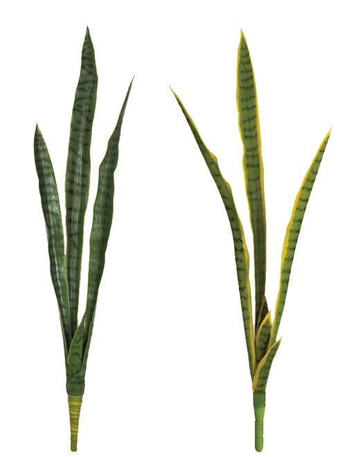 37" Sanservieria Plants - Tutone Green or Green/Yellow