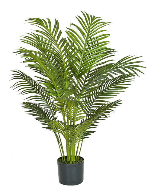3.5' Areca Palm Tree