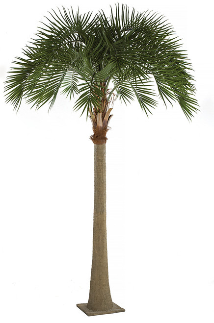 Palm tree14 14 Foot Phoenix Palm Tree with Metal Plate | Autograph Foliages