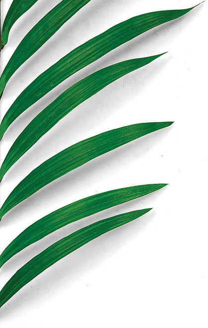automatic plant watering indoor WiFi Automatic Watering System For Indoor Potted Plants  RainPoint