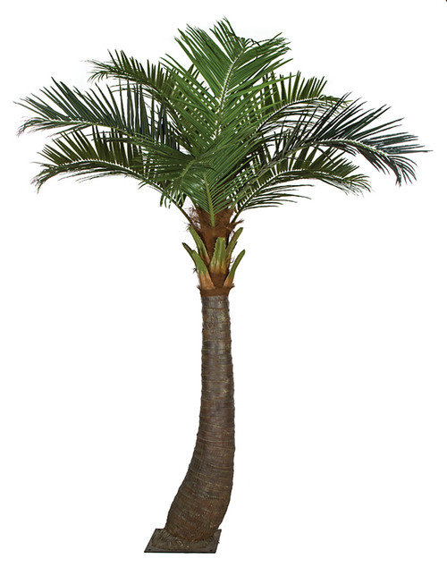 11.5 Coconut Palm Tree