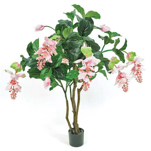 4' Flowering Medinilla Tree