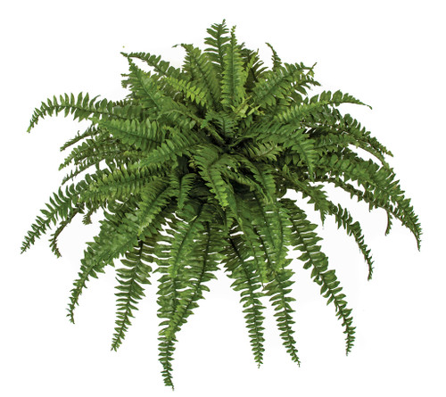 26" L x 52" W Boston Fern Bush