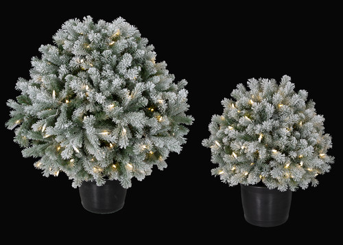 Burlington Spruce Ball Topiaries 
Available in 39" OAH or 27" OAH