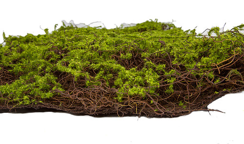 40 L x 20 W Mossed Twig Mat, Green Wall Designs