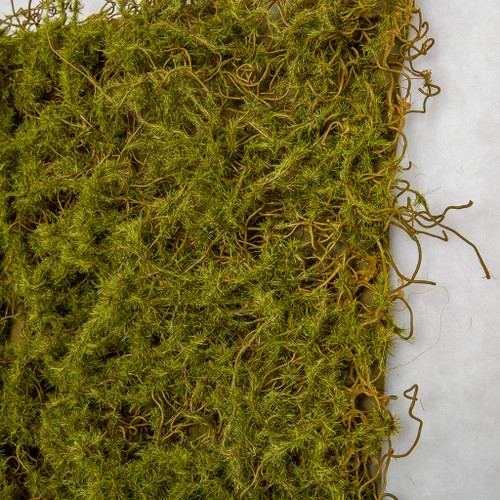 20 x 20 Green/Brown Moss Mat