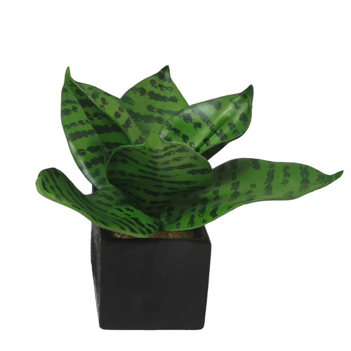 8" Potted Sansevieria Plant