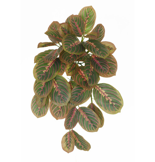 AR-252130 - FIRE RETARDANT
24" Natural Touch Calathea Bush x 7
Green/Pink