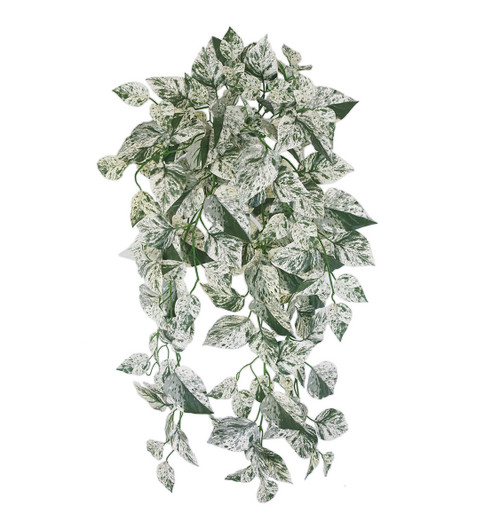 PR-250370 - 36" L Marble Queen Pothos