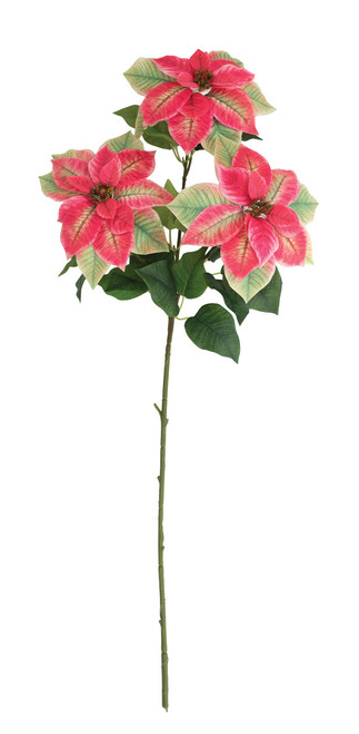 P-260650 - Hot/Pink Green Poinsettia x 3