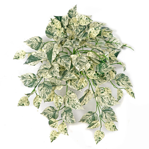 PR-250365 - 24" Variegated Green/Yellow/Cream