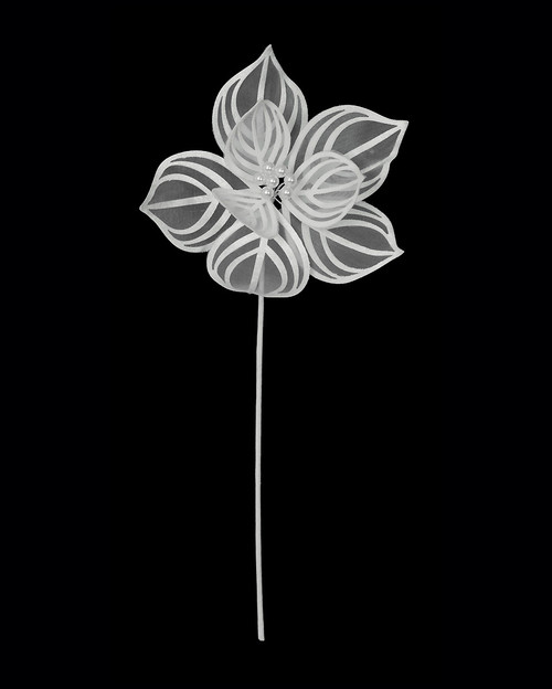 P-260110 - 21.5" Velvet Ivory Poinsettia Spray