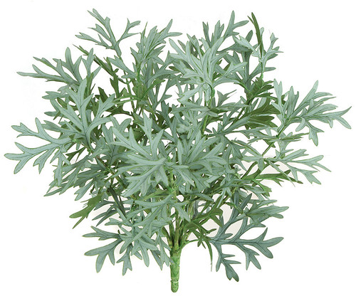 PR-50260 - Fire Retardant
15" Dusty Miller Bush