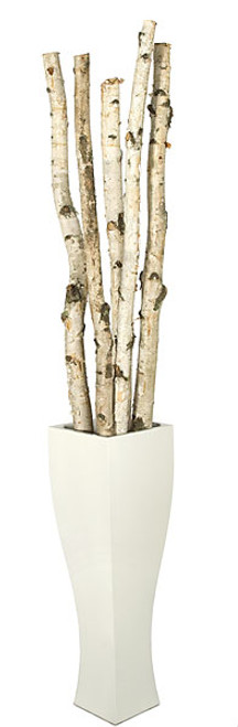 6' to 8' Natural Wood Birch Poles
2" to 3" Width
Decorative Pot Sold Separately 6' to 8' Natural Wood Birch Poles
2" to 3" Width
Decorative Pot Sold Separately
