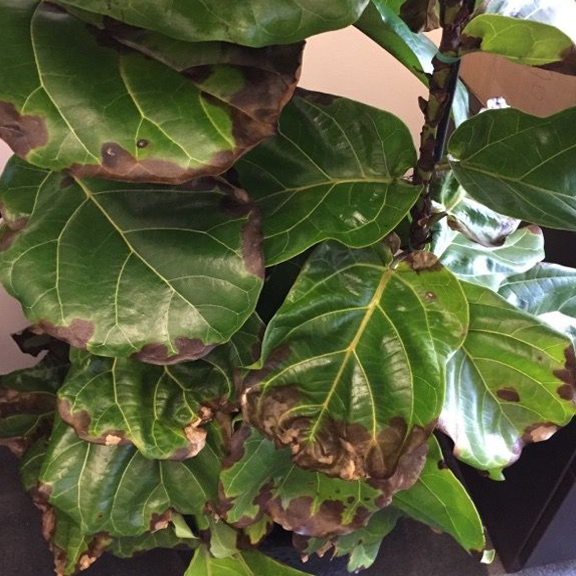 These 6 big mistake are why your fiddleleaf fig keeps dying