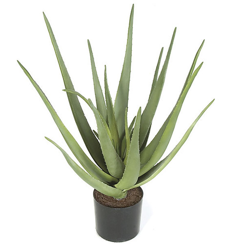 bogenhanf trifasciata Sansevieria trifasciata 'Favorite Gold Hahnii'