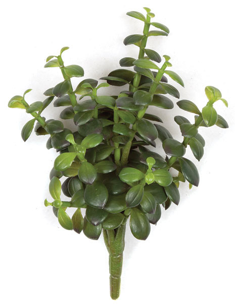 Wholesale 10.5" IFR Money Plant Succulent | Autograph Foliages