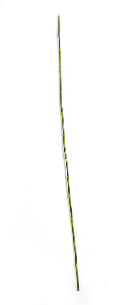 48 Inch Green Bamboo Stick