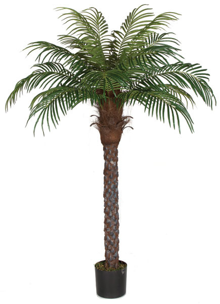 6' Tall Artificial Date Palm tree | HQ Artificial Trees | Autograph Foliages