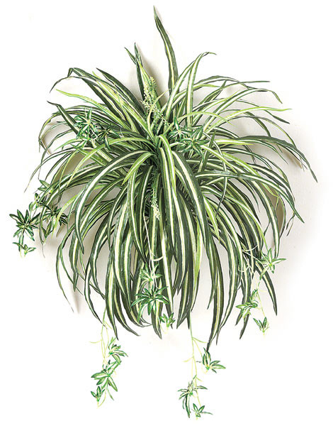 24 Inch Spider Plant | Autograph Foliages