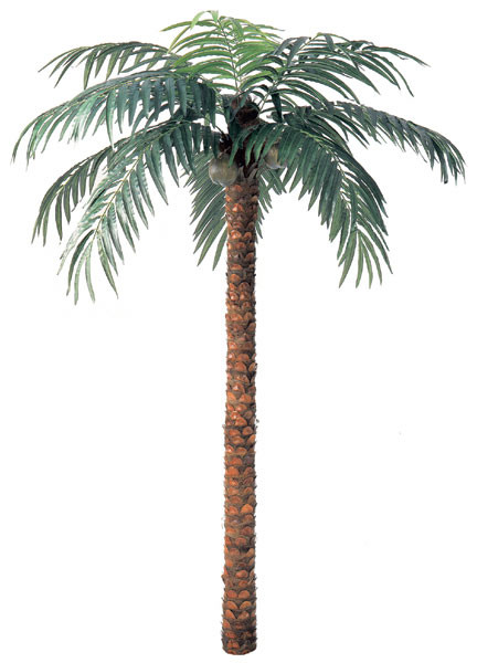 Coconut Palm Trees - 9Ft Tall, 12Ft Tall, and 15Ft Tall | Autograph Foliages