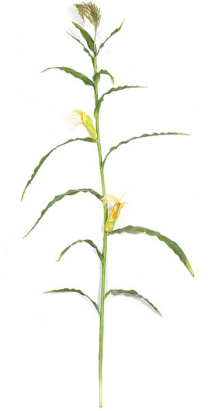 7 5 Foot Artificial Corn Stalk With Leaves Autograph Foliages