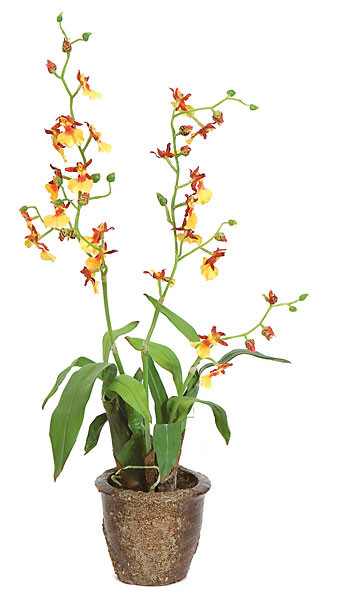 Artificial Potted Florals | Autograph Foliages