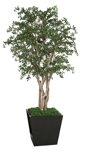 Oak’s オークス 9’0”ft #8 3pc 美品！ 8 Foot Custom Live Oak Tree | Autograph Foliages