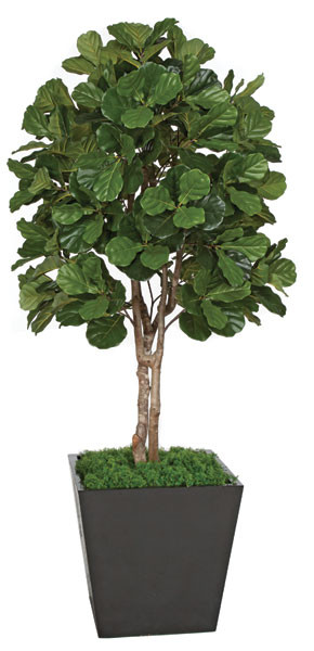 7 Foot Custom Fiddle Leaf Fig Tree | Autograph Foliages