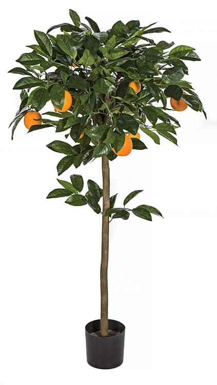 Amazon.com : Hardy Orange Tree, Orange Citrus Tree, Orange