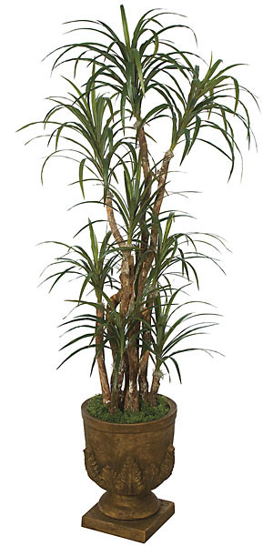 6 Foot Dracaena Marginata | Autograph Foliages