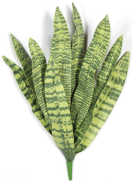 27.5 Inch Soft Touch Sansevieria Plant | Sanseveria Plants | Autograph  Foliages