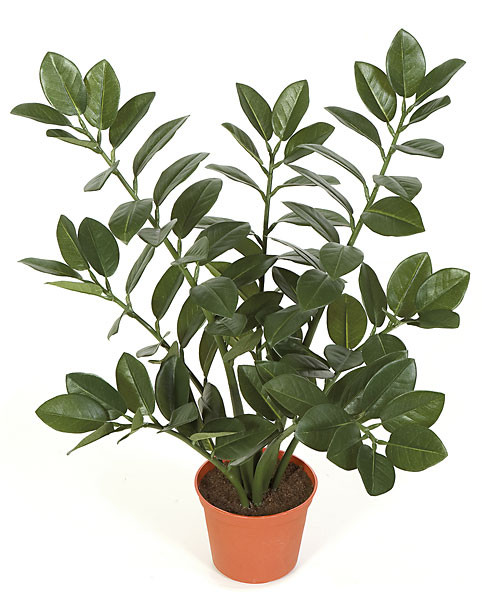 minima variegata MONSTERA MINIMA VARIEGATA online kaufen bei potflourri
