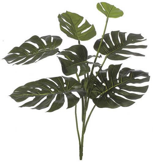 Wholesale 34" IFR Split Leaf Philodendron Plant | Autograph Foliages