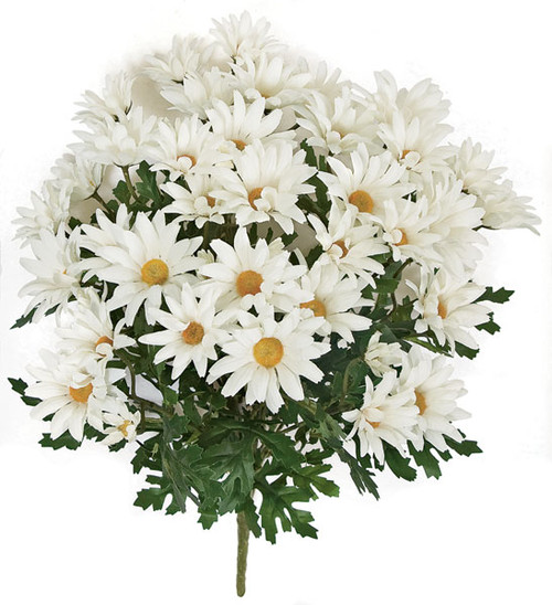 20 Inch White Daisy Bush | Fire Retardant Flowering Bushes