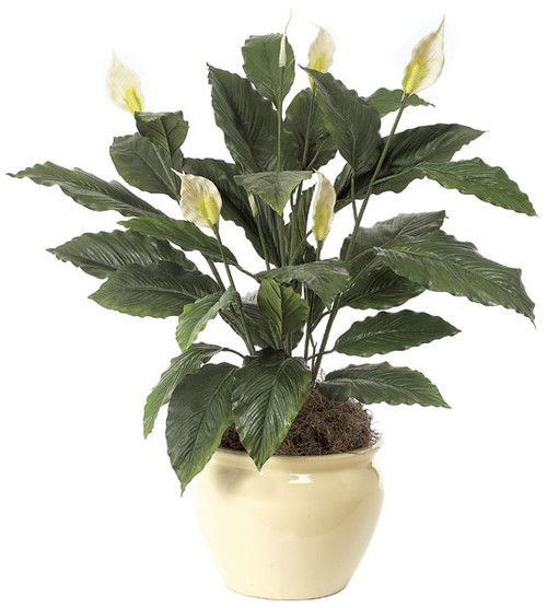 Wholesale 34" IFR Peace Lily Bush | Autograph Foliages