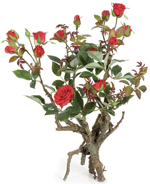 18 Inch Standing Mini Rose Plant | Autograph Foliages